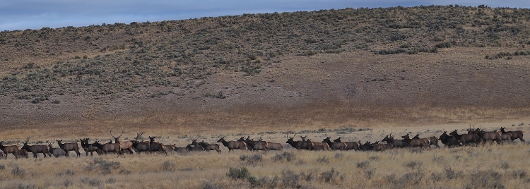 elk herd